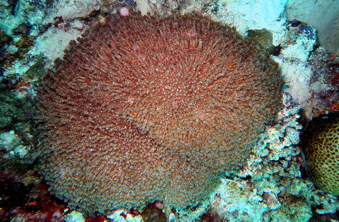 IMG_0866rf_Maldives_Madoogali_Plongee 9_House reef north_Madrepores.jpg